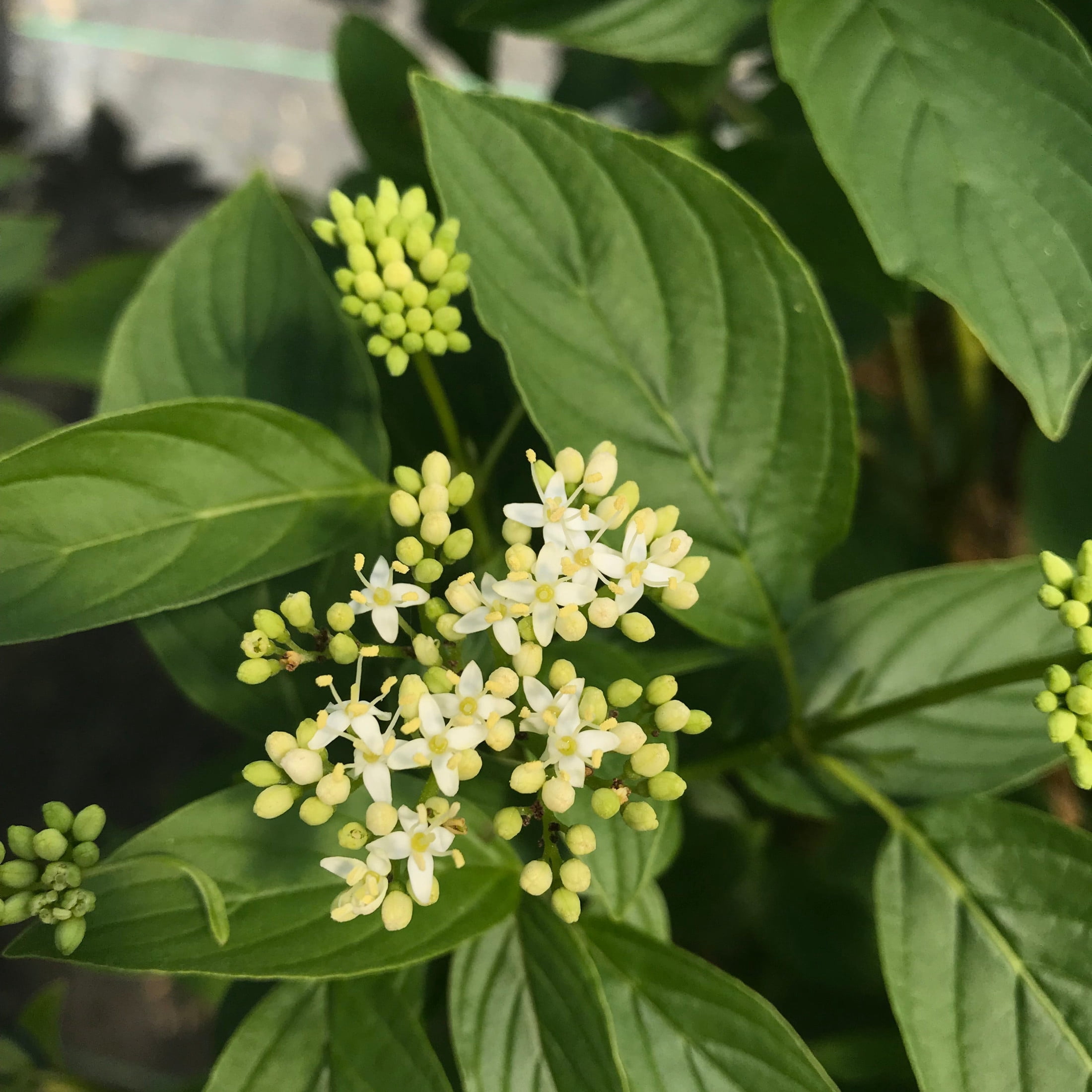 Proven Winners ColorChoice 5" Arctic Fire Yellow Dogwood Live Plant in 4.5" Pot (4 Count)