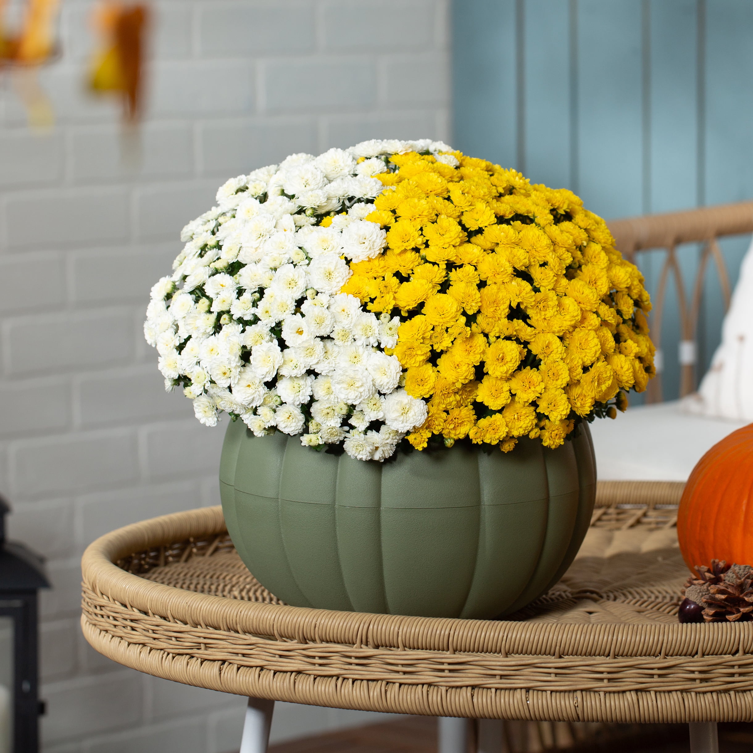 Better Homes & Gardens 12" White and Yellow Garden Mum in Pumpkin Planter, front porch planter