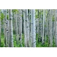 thumbnail image 2 of Fitzharris, Tim 14x11 Black Ornate Wood Framed with Double Matting Museum Art Print Titled - Aspen Trunks, 2 of 4