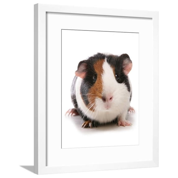 Domestic Guinea Pig Cavia porcellus adult, Framed Art Print Wall Art by Chris Brignell Sold by Art.Com