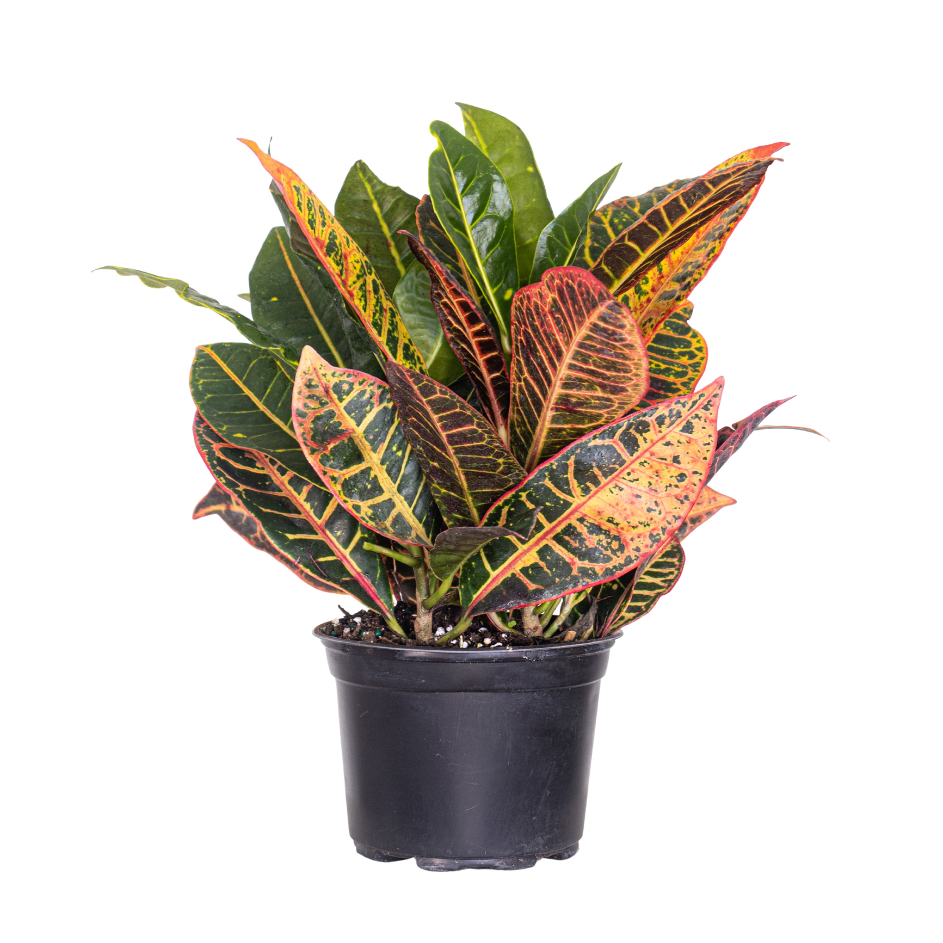United Nursery Live Croton Petra Plant 14-18 Inches Tall in 6 Inch Grower Pot