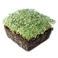 thumbnail image 2 of Yellow Mustard Microgreens Seeds - 25 Lb Bulk ~4.8M Seeds - Non-GMO - Mild Mustard Flavor Micro Greens & Baby Leaf, 2 of 3