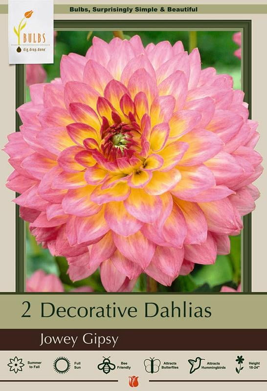 Jowey Gipsy Decorative Dahlia 2 Bulb Clumps