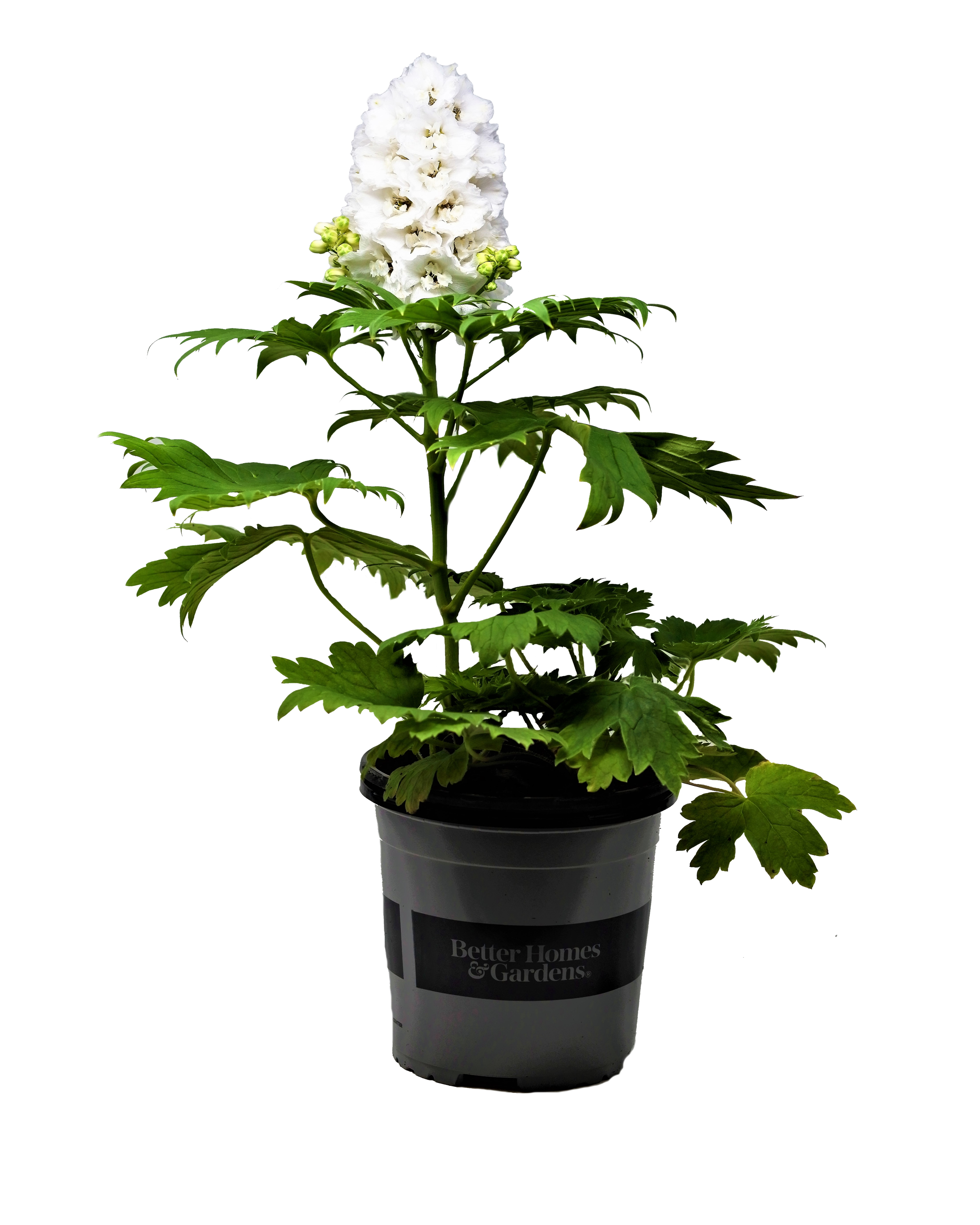 Other Plants & Seedlings Lily of the Valley Live PlantsFreshly Dug