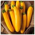 thumbnail image 3 of Everwilde Farms - 1/4 lb Golden Zucchini Summer Squash Seeds - Gold Vault Bulk Seed Packet, 3 of 3