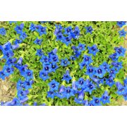 15 Blue STEMLESS GENTIAN Gentiana Acaulis Kochiana Flower Seeds
