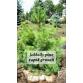 100 Lot Loblolly Pine Tree Seedlings 10 20 perfect Transplant Size 100-lot-loblolly-pine-tree-seedlings-10-20-perfect-transplant-size