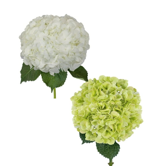 Hydrangeas Jumbo 12 Stems of White and Kiwi, Farm Direct, Farm Direct Fresh Cut Flowers by Bloomingmore