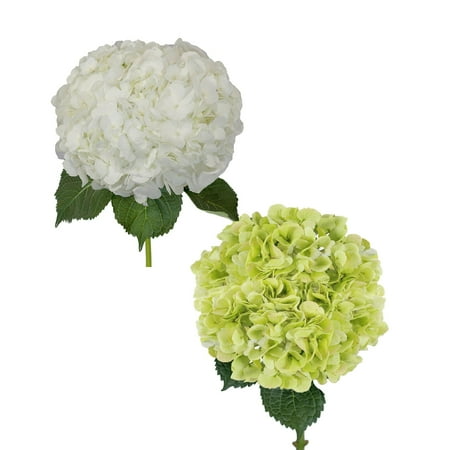 Hydrangeas Jumbo 12 Stems of White and Kiwi Farm Direct Farm Direct Fresh Cut Flowers by Bloomingmore Hydrangeas Jumbo 12 Stems of White and Kiwi Farm Direct Farm Direct Fresh Cut Flowers by Bloomingmore