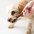 thumbnail image 4 of Purely Paws All-Natural Beef Esophagus Sticks - Safe, High-Reward Dog Chew Sticks- Rawhide Free - (6 Inch, 10 Count), 4 of 9