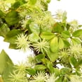 thumbnail image 6 of Northlight Decorative Plastic Jujube Floral Springtime Artificial Wreath, Green, 6 of 8
