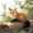 style5, variant on Paint by Number DIY Paint by Numbers Kit for Kids & Adults Beginner DIY Acrylic Painting Kits, 16x20 inch (Fox)