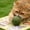 1A:Ball Green, variant on Stijggn Natural Catnip Toys Compressed Catnip Toys for Indoor Cats, 100% Natural No Fillers, Long-Lasting Mess-Free Interactive Cat Toy for Stress Relief & Healthy Play
