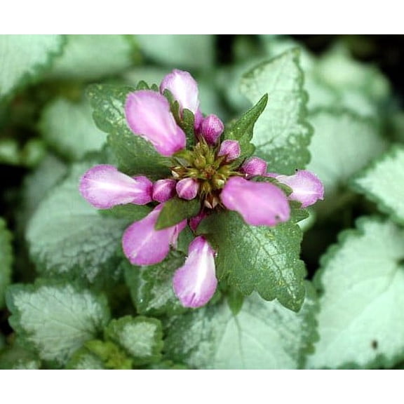 Orchid Frost Lamium - Creeping Lamium - Very Hardy/Shade - Quart Pot - Live Plant