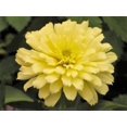 thumbnail image 1 of 250 ISABELLINA ZINNIA Elegans Pastel Light Yellow Double Heirloom Flower Seeds, 1 of 2