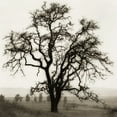thumbnail image 2 of Blaustein, Alan 20x20 White Modern Wood Framed Museum Art Print Titled - Country Oak Tree, 2 of 4