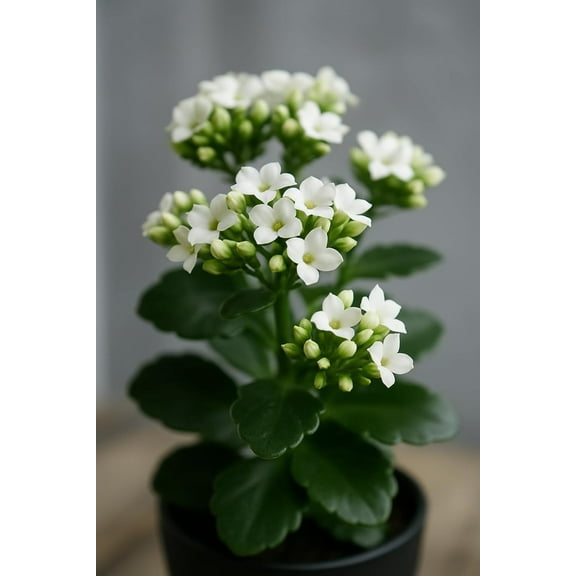White Kalanchoe Starter Live Plant in 2 Inch Pot - Kalanchoe blossfeldiana Starter Plant