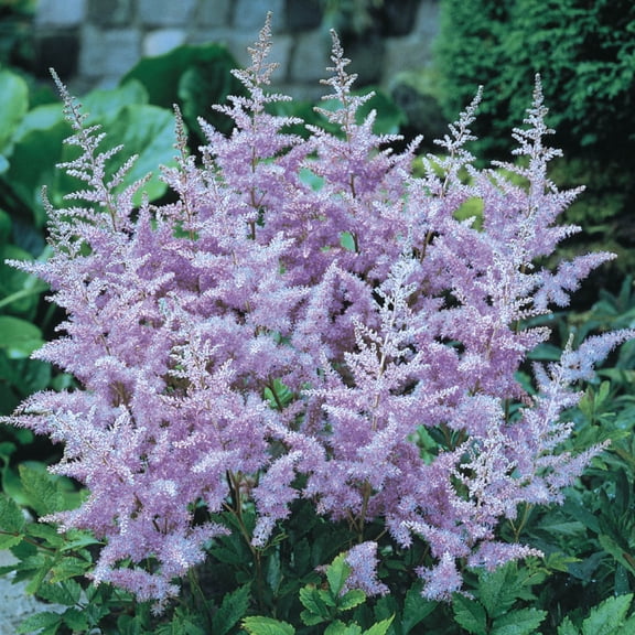 Amethyst Astilbe Dormant Bare Root Lavender Flowering Perennial Plant Starter Roots, 10 per offer