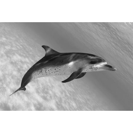 Spotted Dolphin - Atlantic Spotted Dolphin (Stenella Plagiodon) In Shallow Clear Ocean Water (Black And White Photograph) Stretched Canvas - Dave Fleetham Design Pics (18 x 12)