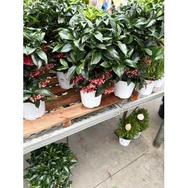 Plant, Ardisia, Assorted 6" Pot (Each)