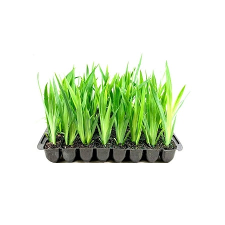 Walking Iris Regina 3 Live Plants Giant Apostle Plant Exotic Fragrant Blooming Specimen