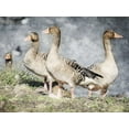 thumbnail image 2 of Villa, Mlli 14x12 White Modern Wood Framed Museum Art Print Titled - Goose Crew Too, 2 of 4
