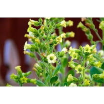 250 AZTEC TOBACCO Midewiwan Sacred Nicotiana Rustica Yellow Flower Herb Seeds