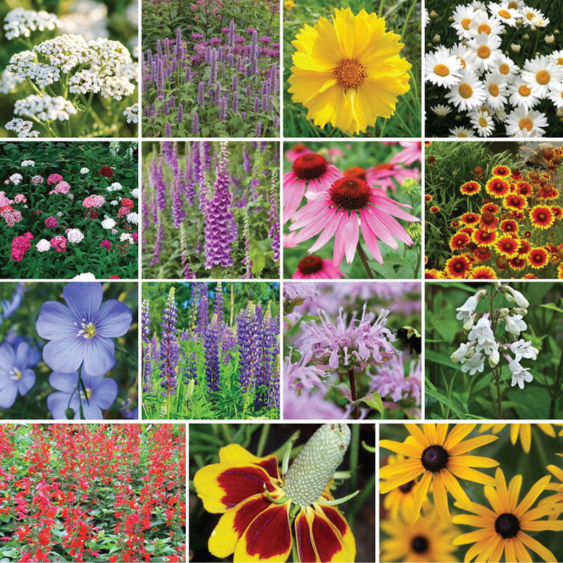 Deer Resistant All Perennial Wildflower Seed Mix - 1/4 Pound - Mixed ...