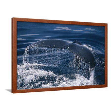 Humpback Whale Fluke Framed Print Wall Art By DLILLC