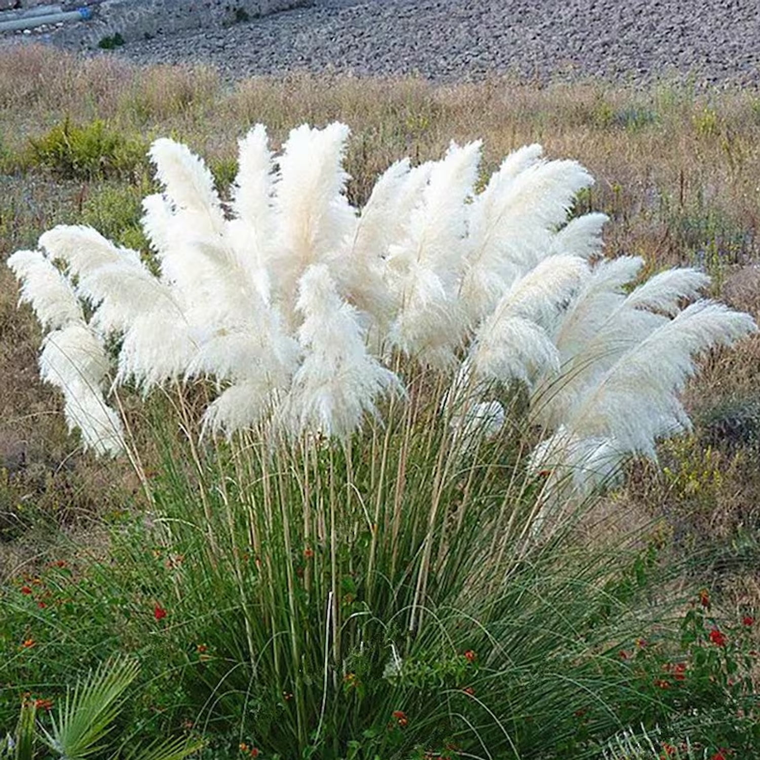 Expert Gardener 1 ft Pampas White Live Grass in 3- Gallon Grower Pot
