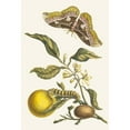 thumbnail image 3 of Maria Sibylla Merian 11x14 Black Modern Framed Museum Art Print Titled - Orange (1705), 3 of 5