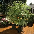 thumbnail image 3 of EarthBox Container Gardening System - Gray, 3 of 5