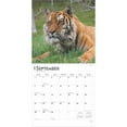 thumbnail image 6 of Tigers | 2025 12x24" (Hanging) Square Wall Calendar | BrownTrout, 6 of 9
