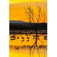 thumbnail image 2 of Jaynes Gallery 23x32 Black Ornate Wood Framed with Double Matting Museum Art Print Titled - USA-New Mexico-Bosque Del Apache National Wildlife Refuge-Sandhill cranes in water at sunrise, 2 of 4
