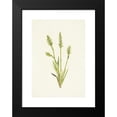 thumbnail image 2 of Mary Vaux Walcott 11x14 Black Modern Framed Museum Art Print Titled - Hooded Ladies-Tresses. Ibidium Strict (1925), 2 of 5