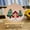 B, variant on RKSTN embroidery embroidery Beginner's Embroidery Flower Kit Beginner Hand Embroidery 0 Based Diy Hand Embroidery Material Package