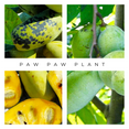 thumbnail image 5 of Pawpaw Tree Live Plant 8–10 inch Tall Dormant, Asimina Triloba Seedling Plant, Paw Paw Plant Live for Garden Planting, 5 of 6