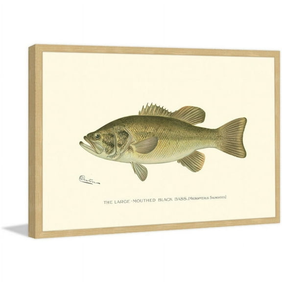 "Large Black Bass" Framed Painting Print