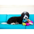 thumbnail image 7 of Multipet Plush Loofa Dog Toy with Squeaker, 12", 7 of 7