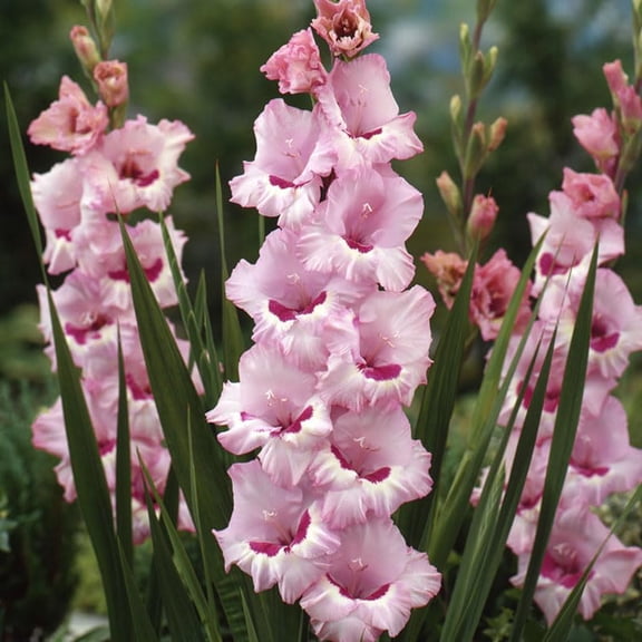 That's Love Gladiolus Flower Bulbs - 10 Gladioli Bulbs - Perennial - Grows Well in Containers - Attracts Butterflies and Hummingbirds - Good as Cut Flowers