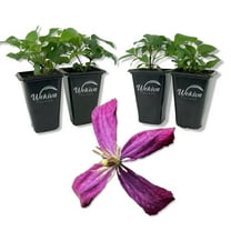 Clematis Sweet Summer Love - 4 Live Starter Plants in 2 Inch Growers Pots - Starter Plants Ready for The Garden - Rare Clematis for Collectors