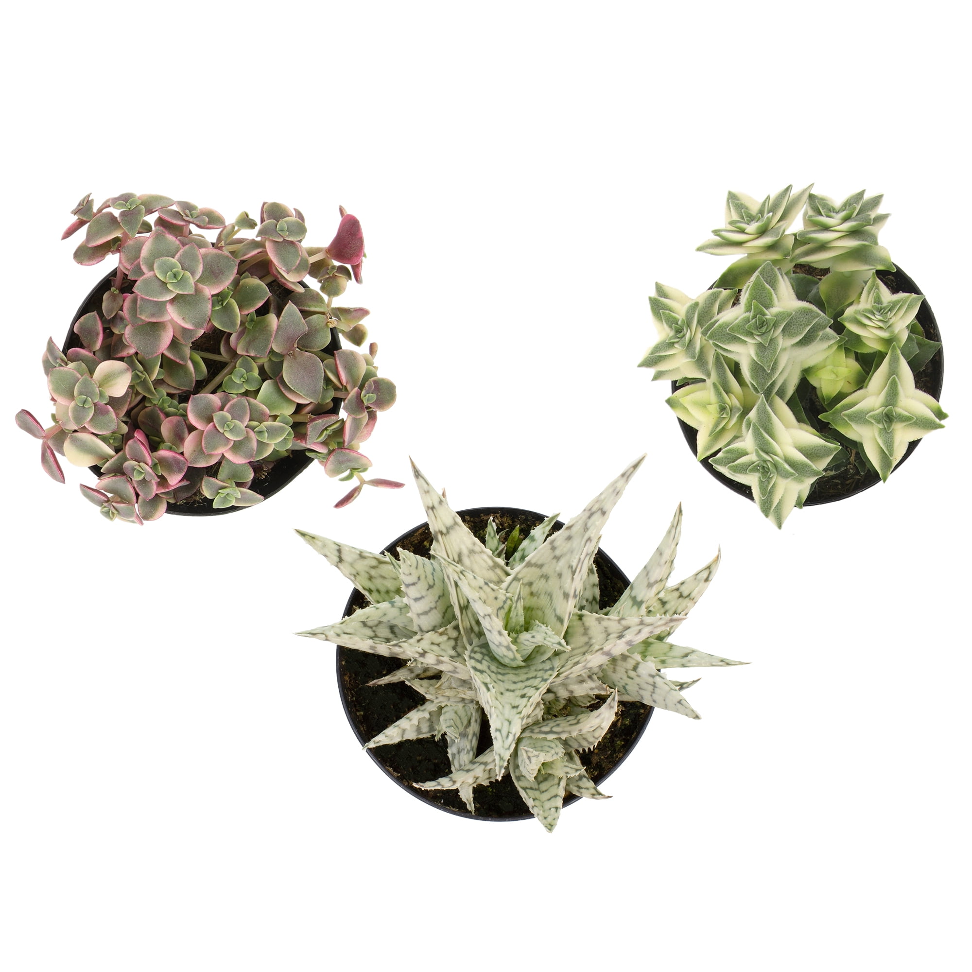 Altman Plants Variegated Succulents (3-pack) Fun Easy Indoor Plants in 3.5 in. Grower Pots