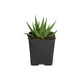 thumbnail image 2 of Desert Escape Live Indoor Plant 7in Tall Green Cacti and Succulent in 2.5in Grower Pot, 2 of 7