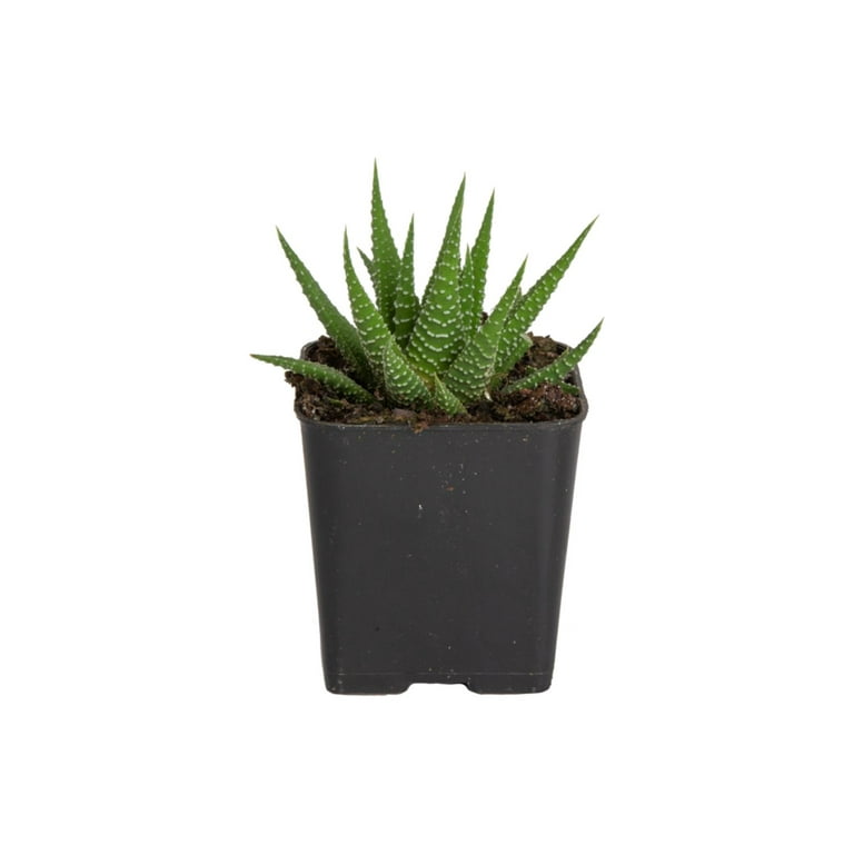 4 inch terracotta plant pots Terracotta Shallow Succulent Pot