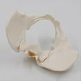 thumbnail image 3 of 1:1 Female Pelvis Model,Life Size Female Pelvic Skeleton Model, Anatomy Model for Science Education, 3 of 5