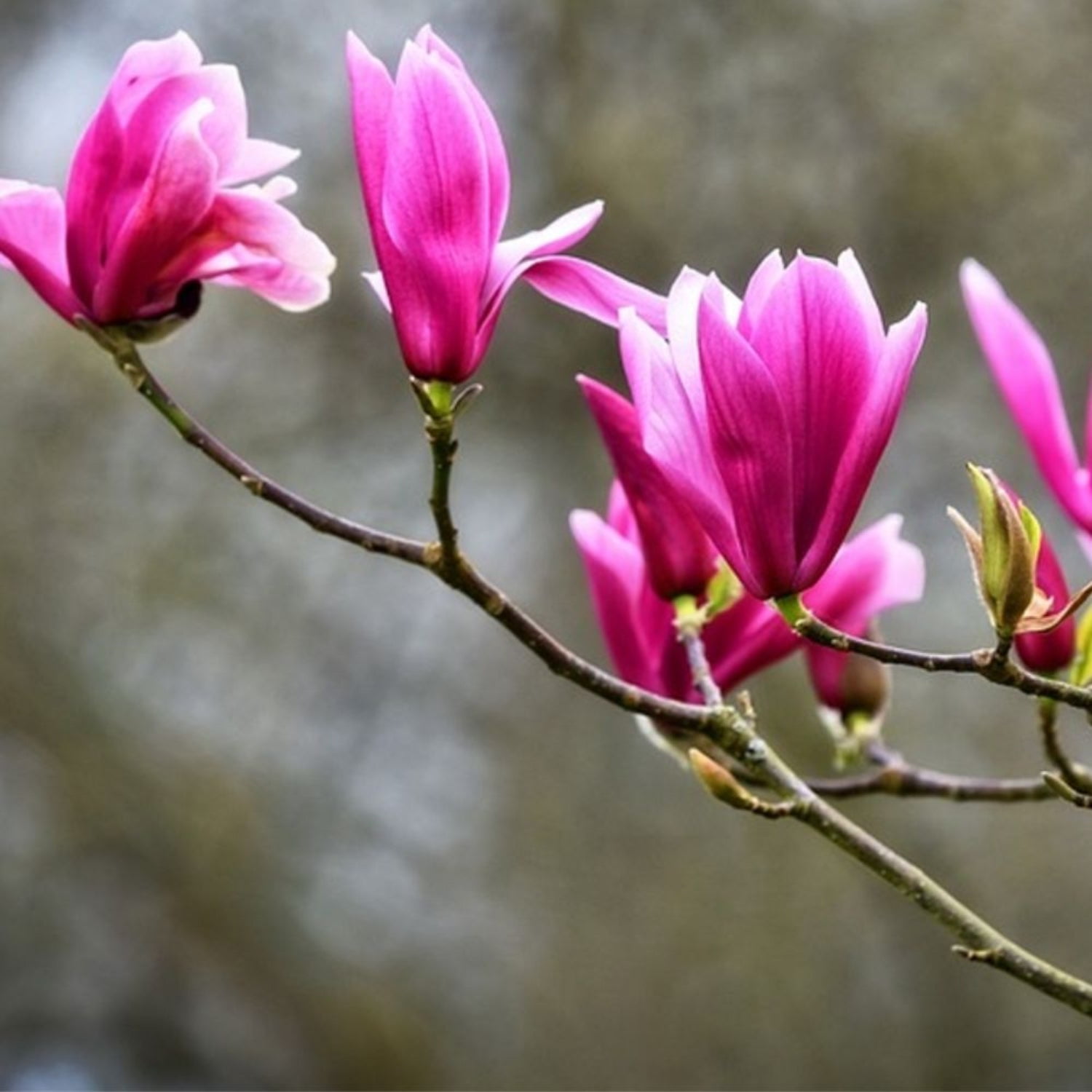 Expert Gardener 1.5- 2 ft tall Jane Japanese Magnolia Live Tree in