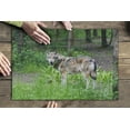 thumbnail image 3 of Wolf (19x27 inches, Premium 500 Piece Jigsaw Puzzle for Adults and Family, Made in USA), 3 of 4