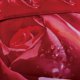thumbnail image 4 of Lujo Algodón Rojo Rosa Imprimir Funda Nórdica Reina Juego de Cama Conjunto de diseño, 4 of 5