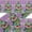 Black, variant on IBA Indianbeautifulart Pink Goggles & Frog Animal Velvet Trim Fabric Sewing Fabric Lace Dressmaking Printed Sewing Lace 9 Yards 4 Inches
