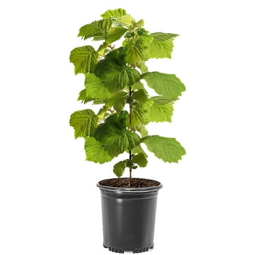 American Hazelnut Deciduous 1 gal. Grower Pot Live Tree